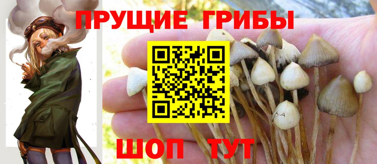 Камышлов  Псилоцибиновые грибы Magic Shrooms  Вход с VPN 